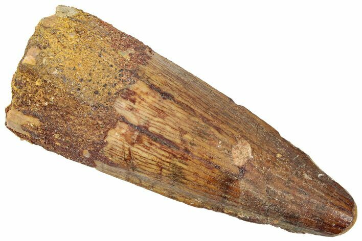 Fossil Spinosaurus Tooth - Real Dinosaur Tooth #312969